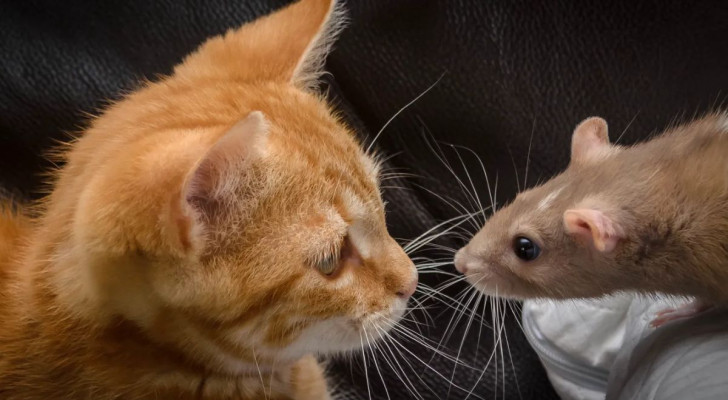 Un ratto osserva un gatto, ricambiato