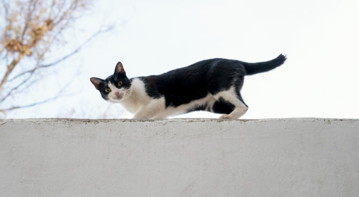 Un gatto bianco e nero sopra un muretto di cemento