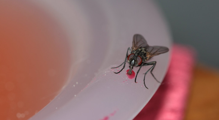 A common housefly on a plate of syrup