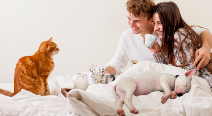 Coppia fa colazione a letto in compagnia di un gatto e di un cane ancora addormentato