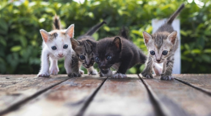 quattro gattini di colori diversi che camminano su un pavimento di legno in un giardino