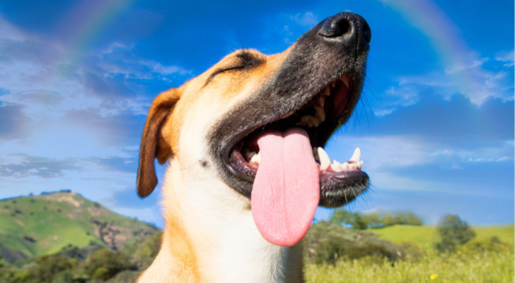 Un cane con gli occhi chiusi e la lingua di fuori. Sullo sfondo, un paesaggio verde, il cielo azzurro e un arcobaleno