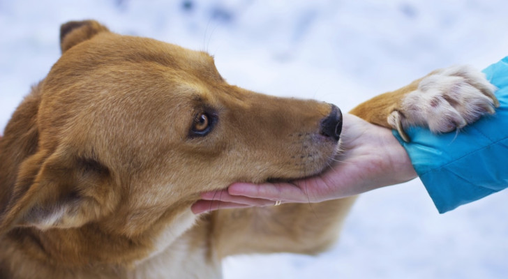 un cane a pelo corto e fulvo che appoggia il muso sulla mano tesa di una persona