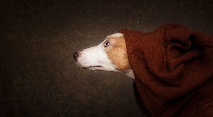 Un cane spaventato dal temporale guarda fuori mentre esce dalla coperta