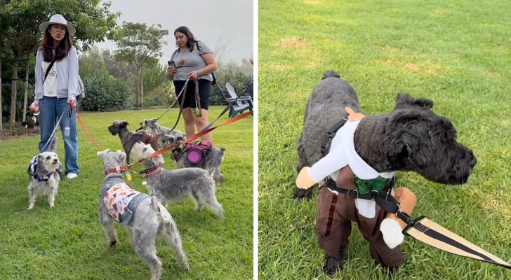 Tanti Schnauzer "cantano" tutti insieme: uno spettacolo?