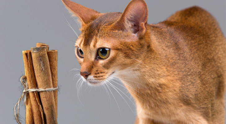 Un gatto guarda dei bastoncini di cannella