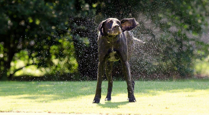 I cani si scuotono per liberarsi dall'acqua, dopo un bagno, ma uno studio ha scoperto le ragioni neurologiche dietro il gesto