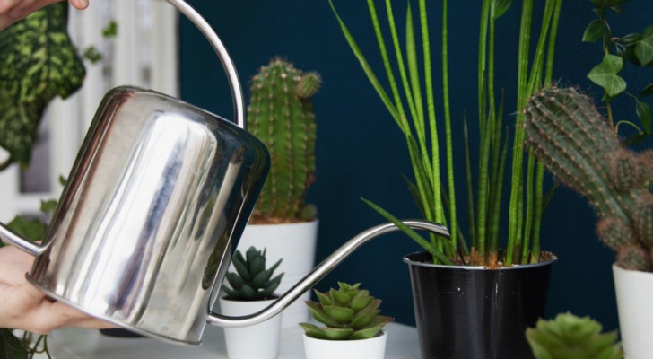 Watering houseplants using a metal watering can