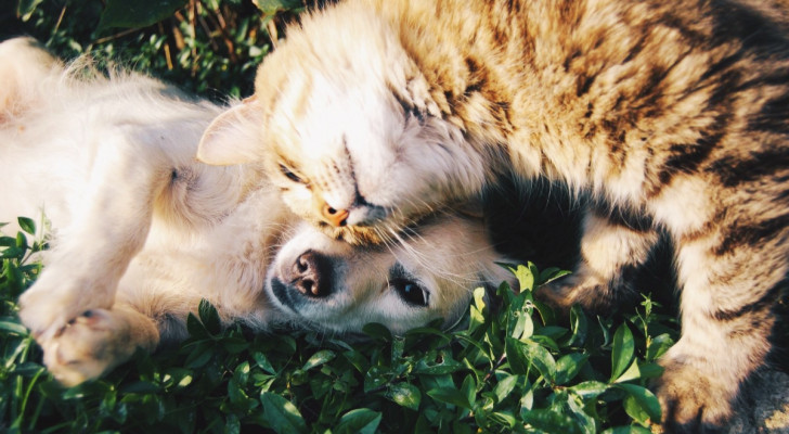 un gatto che accarezza con la testa un cucciolo di cane sdraiato su un prato