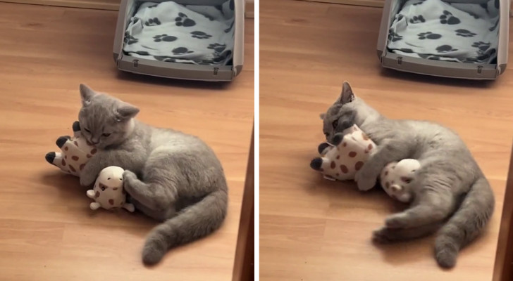 un gatto grigio sdraiato su un pavimento di legno mentre tira calci con le zampe posteriori a un giocattolo a forma di giraffa che tiene fermo tra le zampe anteriori