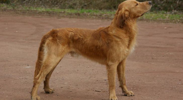 Sono diversi i segnali che permettono di capire se un cane è sottopeso