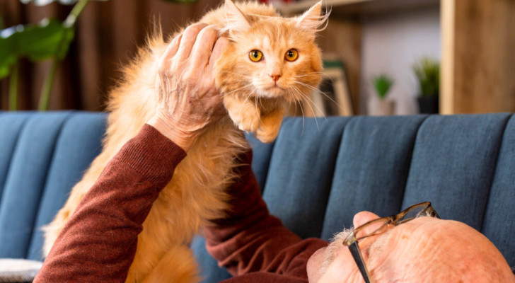 Anziano sdraiato sul divano solleva un gatto rosso a pelo lungo