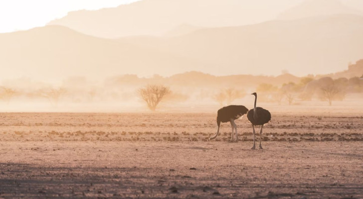 Due struzzi nella savana, di cui uno sta per nascondere la testa sotto la sabbia... oppure no?