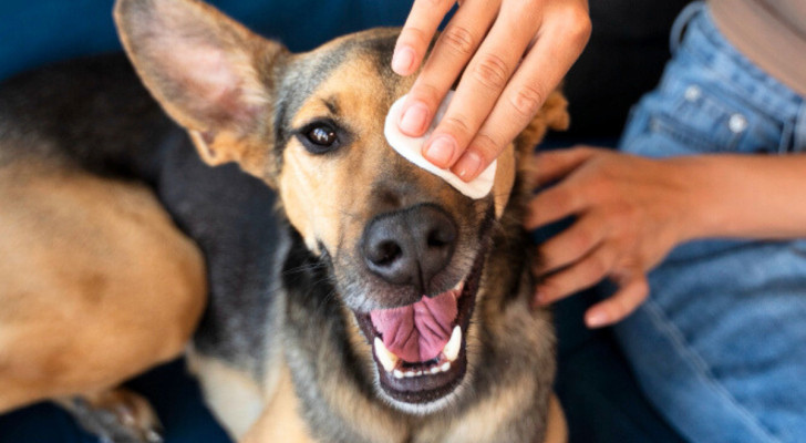 Una mano applica un dischetto di cotone sull'occhio di un cane