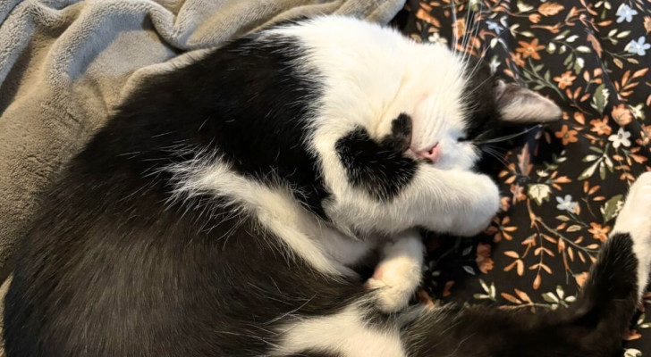 Un gatto bianco e nero dorme con una zampetta sul muso