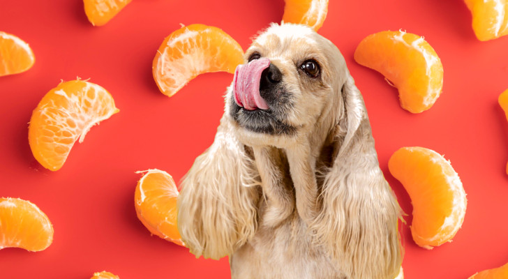 Un cocker spaniel che si lecca i baffi su uno sfondo decorato con spicchi di mandarino