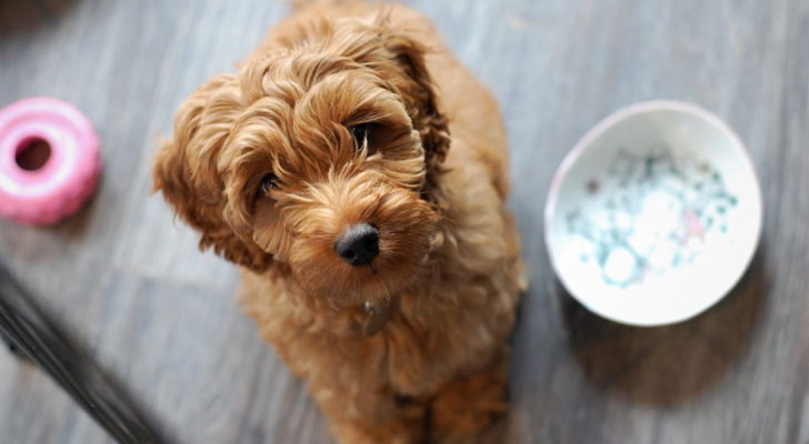 Un cane chiede il cibo al suo proprietario