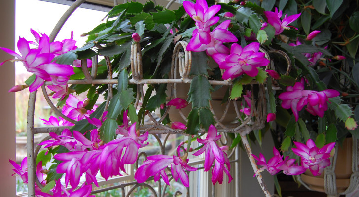 A lush, flowering Christmas cactus