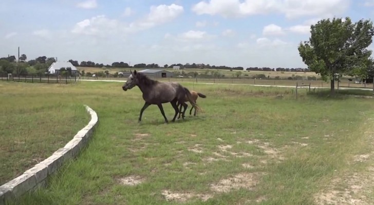 The horse doesn't know how to get over the wall, but the way his mother helps him is amazing !