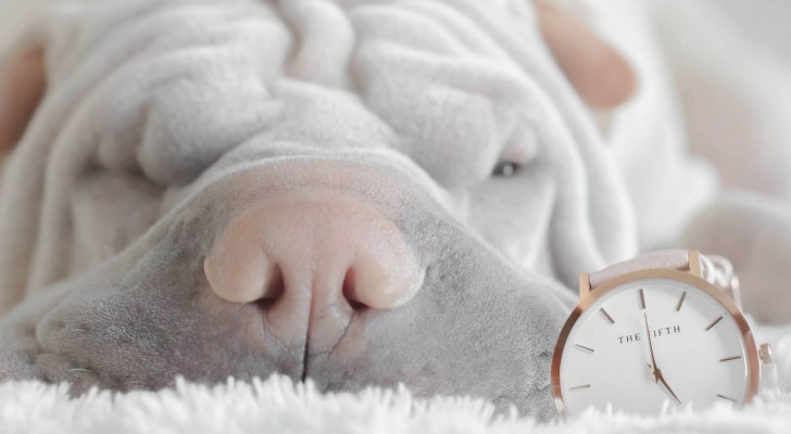 Un cane con un orologio accanto