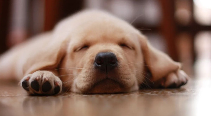 Cagnolino che dorme beato sul pavimento