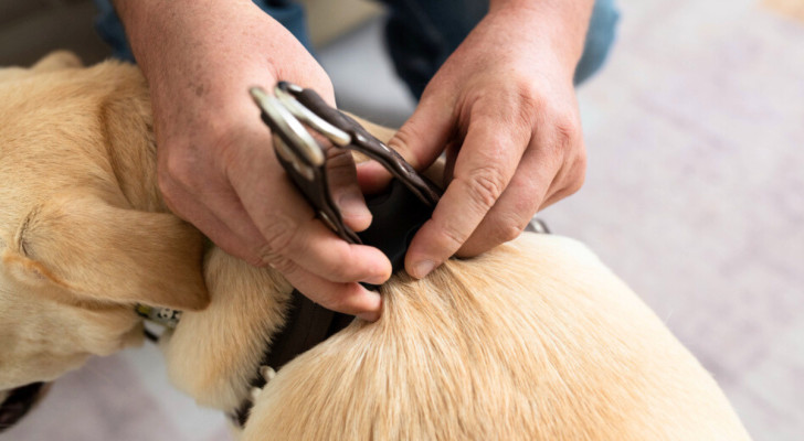 Mani di un uomo tolgono il collare a un cane