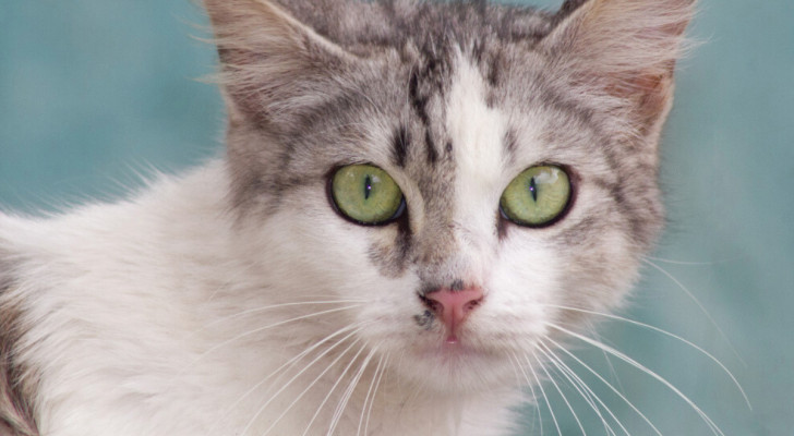 Primo piano di un gattino grigio e bianco