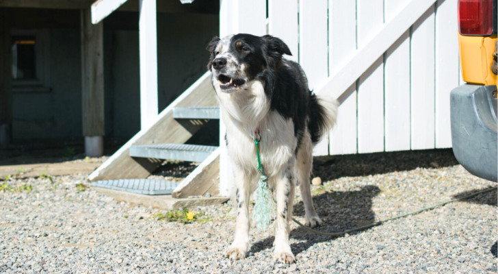 Cane domestico bianco e nero in piedi davanti alla sua cuccia