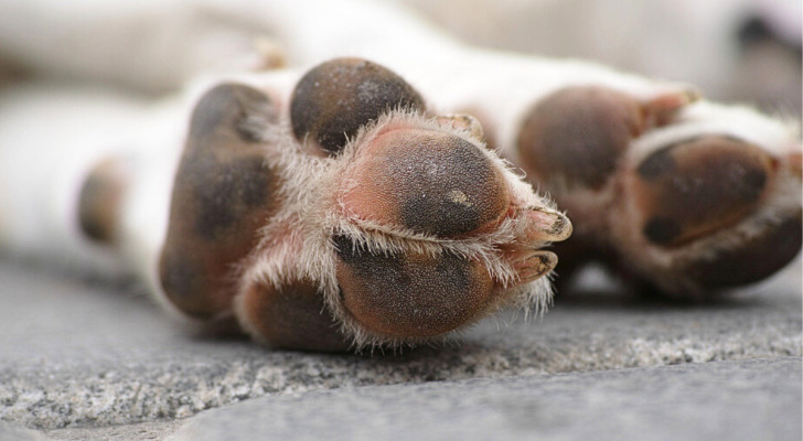 I cuscinetti delle zampe anteriori di un cane in primo piano