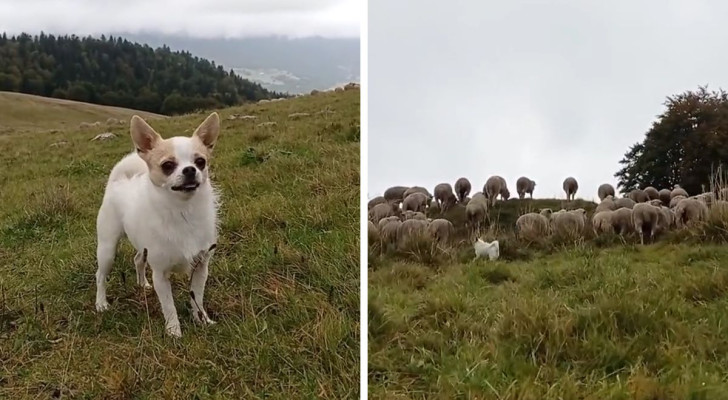 Obi Wan, il piccolo Chihuahua da pastore mentre governa le pecore della fattoria