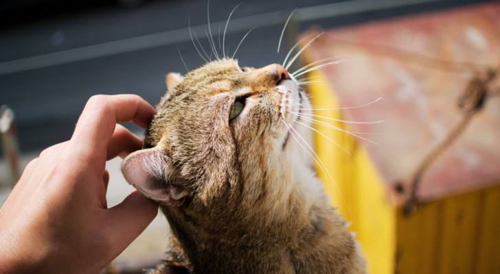 Un gatto soriano con un filo di bava che pende dalla bocca mentre viene accarezzato sulla testa