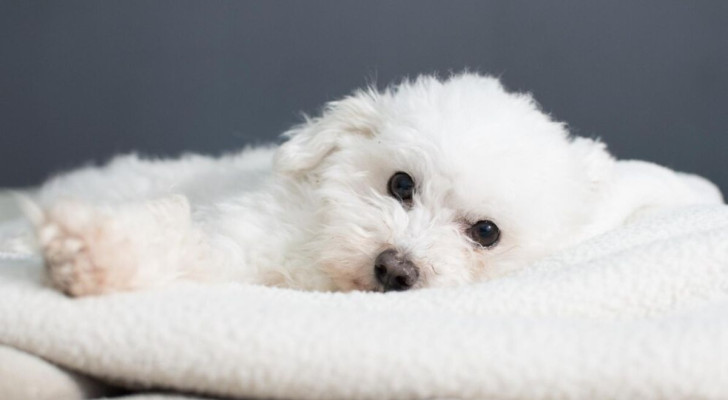 Paradossalmente, il maltese è uno dei cani che perdono meno pelo