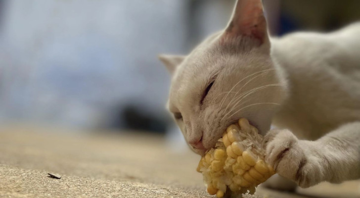 Un gatto mangia del mais