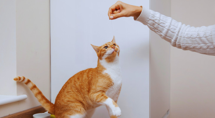 gatto rosso che si solleva per annusare qualcosa che viene porto dalla mano di una donna sopra al suo muso