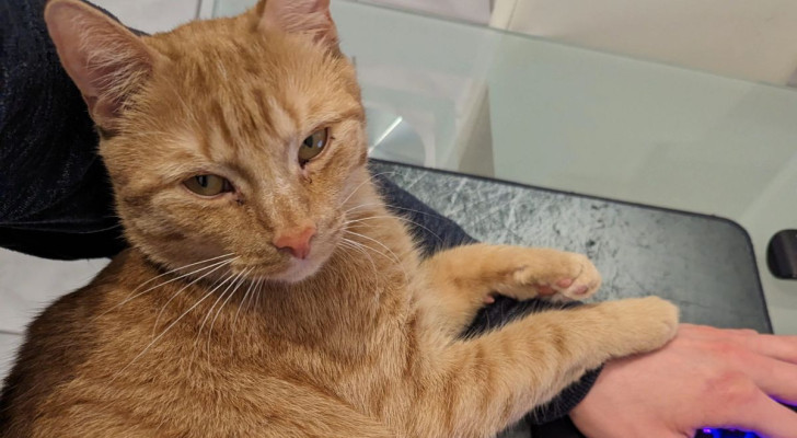 Un gatto arancione tocca con le zampe il braccio del suo umano