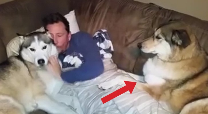 A man is cuddling one of his dogs, but watch what the one on the right does !