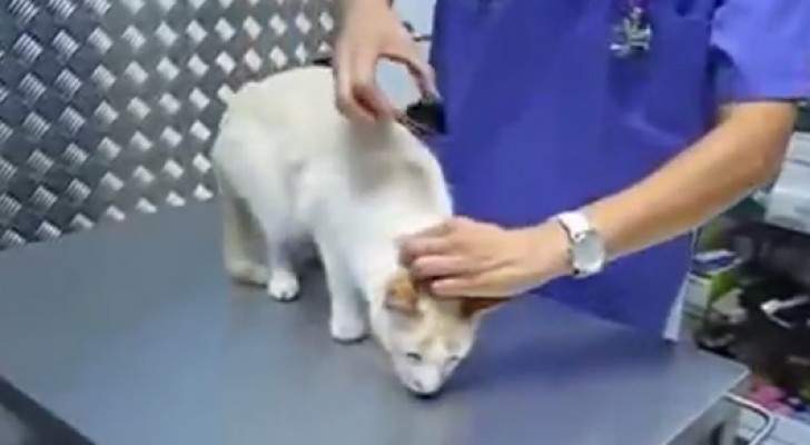 The cat doesn't want to sit still, but the vet knows a SURPRISING trick