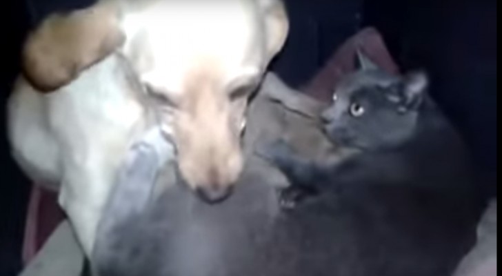 It just seems a cat and a dog sleeping together, but the truth is amazing !