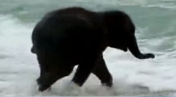 This young elephant sees the sea for the first time: his reaction is beyond expectations