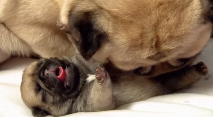 This video could persuade ANYONE to get a puppy !