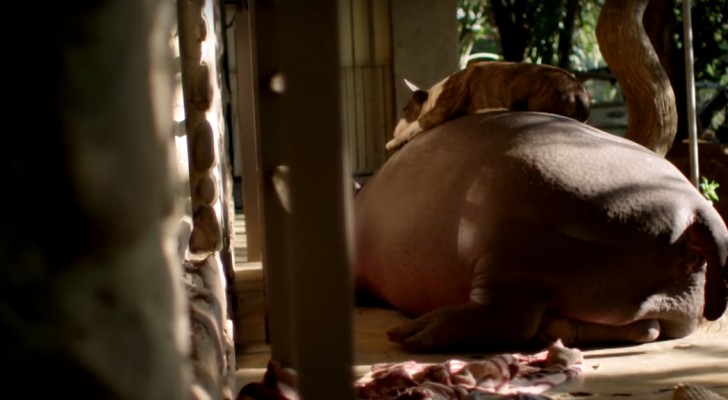 This hippo has a special relationship with the family, but what happens at 2:30 is amazing!