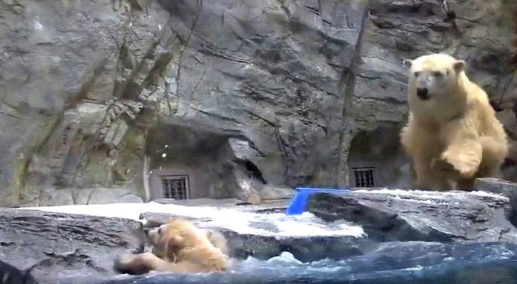 A baby polar bear falls into the icy water, but his mommy is there to rescue him !