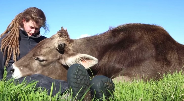 Dieser Stier legt den Kopf auf die Beine des Mädchens.... Sein Verhalten ist unglaublich 