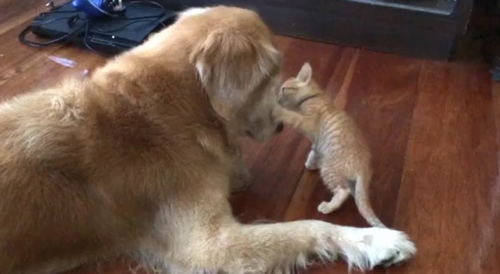 They bring a stray cat in the house, and here's what happens when he meets the house dog...