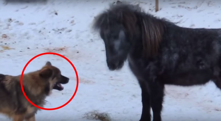 When the dog approaches this horse, what happens is priceless ...
