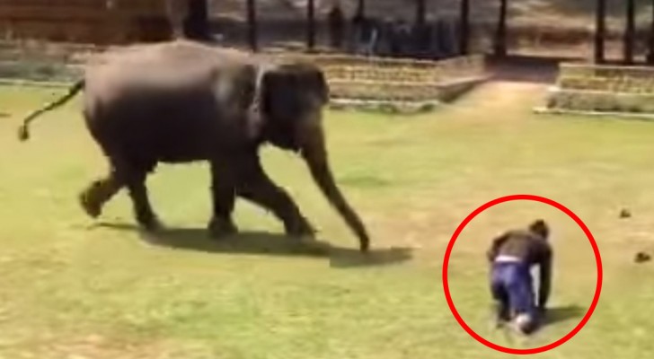 L'homme qui prend soin de lui tombe à terre: la réaction de l'éléphant est trop émouvante