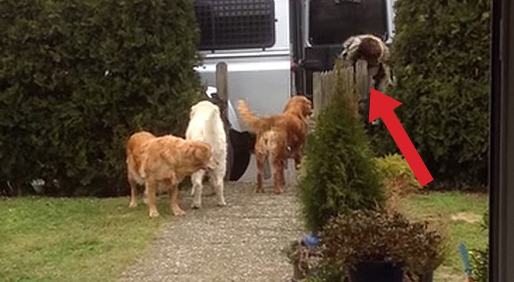 A woman returns from the supermarket ... what her dogs do, is priceless!