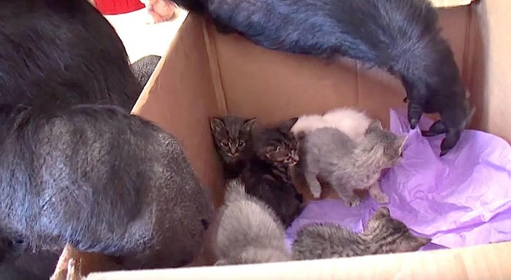 A gorilla is in front of a box with some kittens: keep your eyes on her hand ...