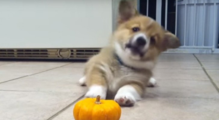 This puppy just can't accept the existence of a mini pumpkin. Adorable!