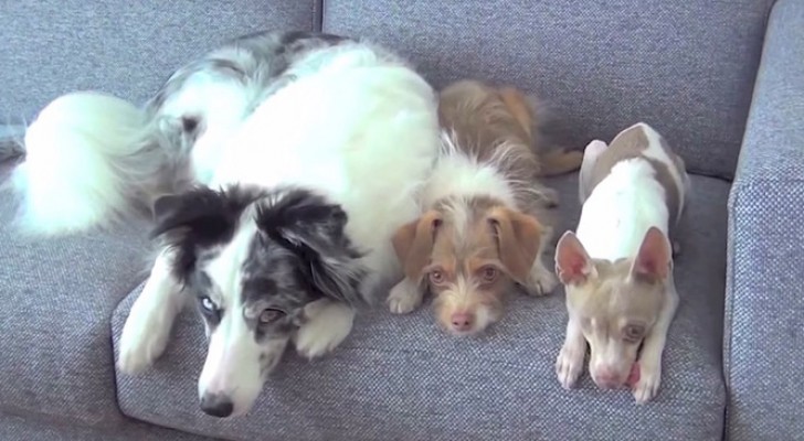 3 different dogs are on the couch: what they can do together is beyond belief